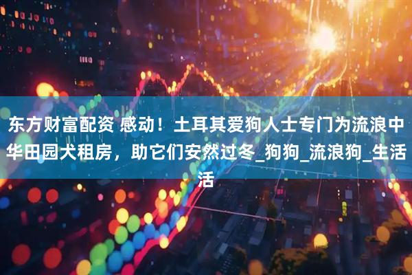 东方财富配资 感动！土耳其爱狗人士专门为流浪中华田园犬租房，助它们安然过冬_狗狗_流浪狗_生活
