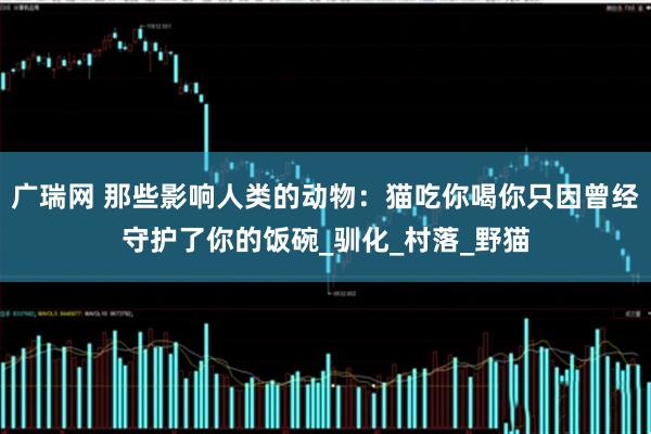广瑞网 那些影响人类的动物：猫吃你喝你只因曾经守护了你的饭碗_驯化_村落_野猫